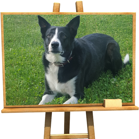 Valley Vet Clinic (1140x450), Png Download