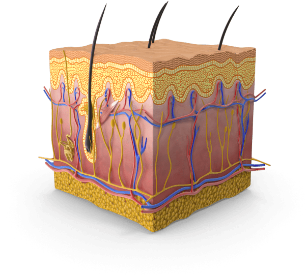 Replicating Skin Aging With Human Tissues Culture - Human Skin Png (694x694), Png Download