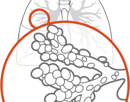 Human Physiology - Circle (666x334), Png Download