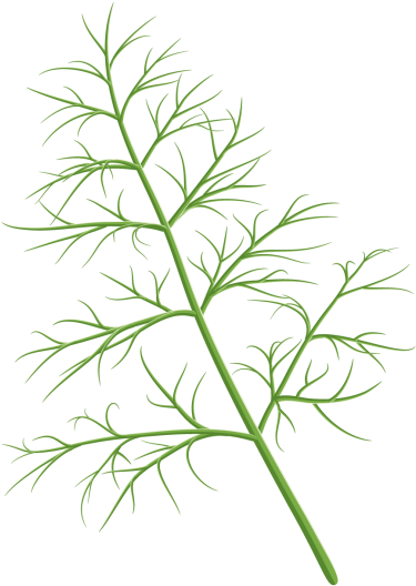 Dill - Design (866x650), Png Download