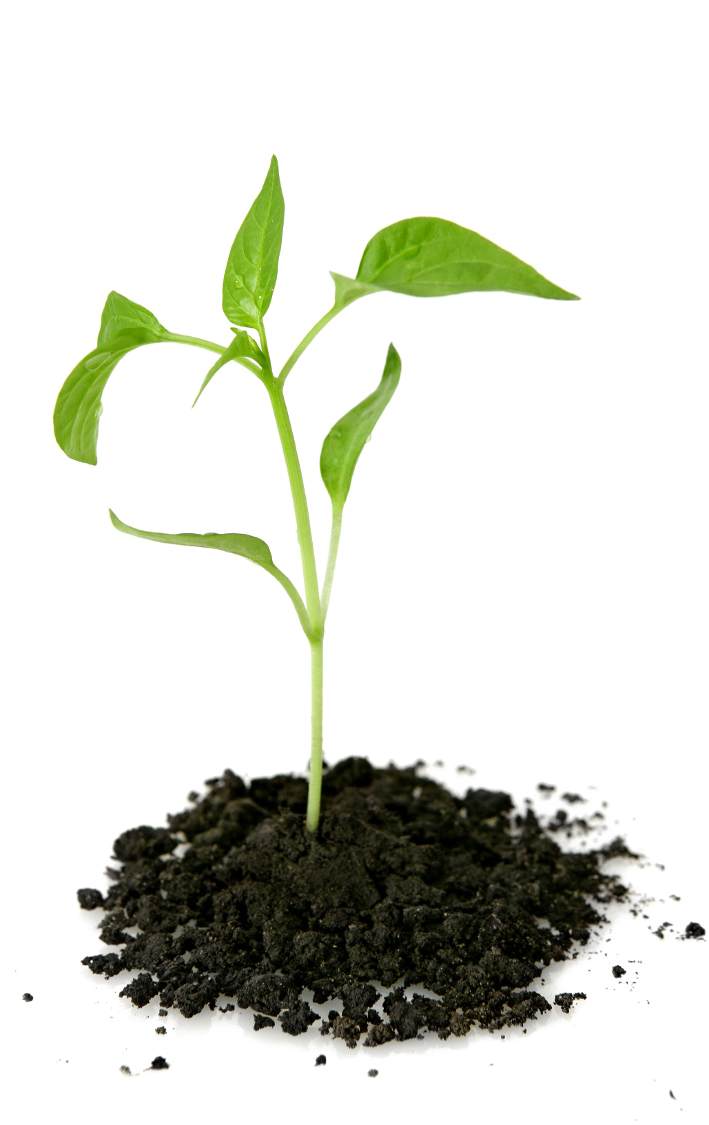 Growing Plant Png Transparent Picture - Plant Growing Out Of Ground (1146x1675), Png Download