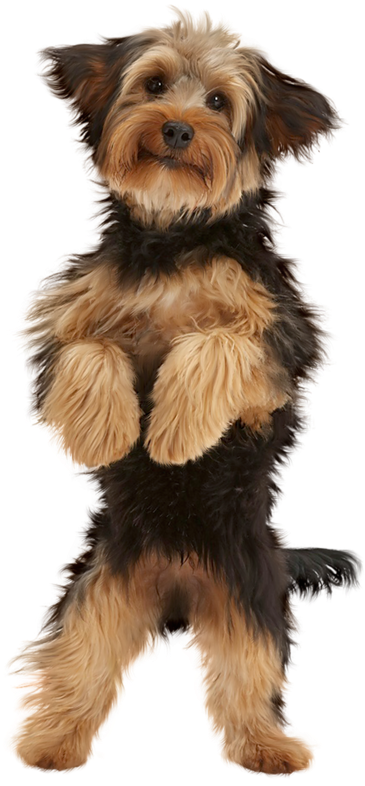 Cute Puppy - Dog (414x800), Png Download