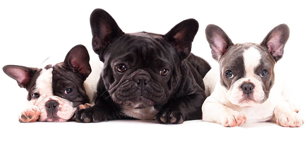 Cute French Bulldog Puppies For Sale In Miami By Dog - French Bulldog Large Mug (1300x500), Png Download