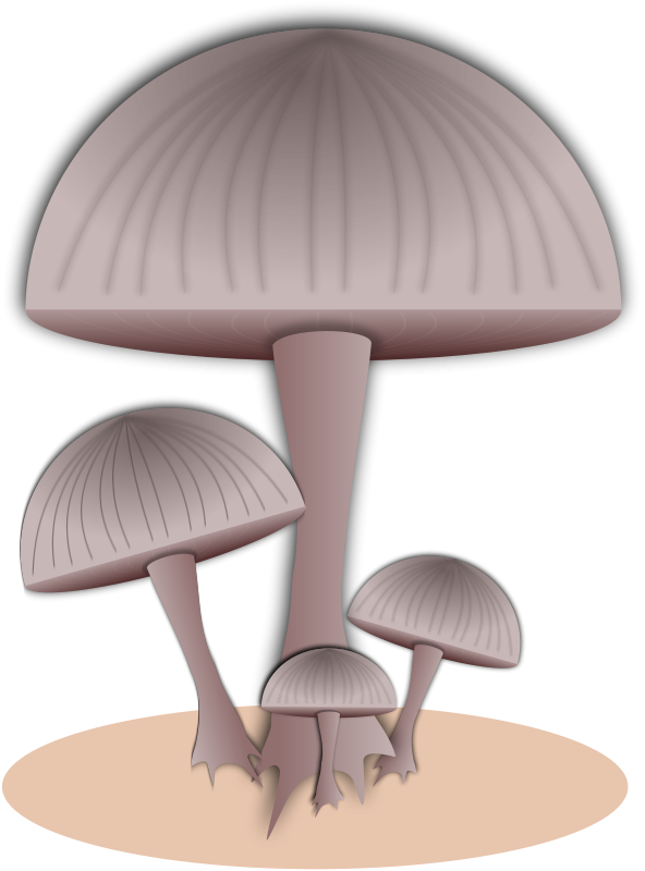 Toadstool - Toad - Mushroom (592x800), Png Download