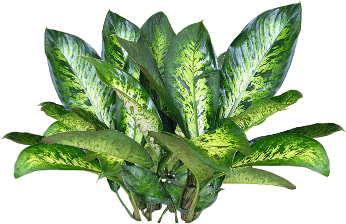 Jacey-searle Plant Texture - Plant Png (721x543), Png Download