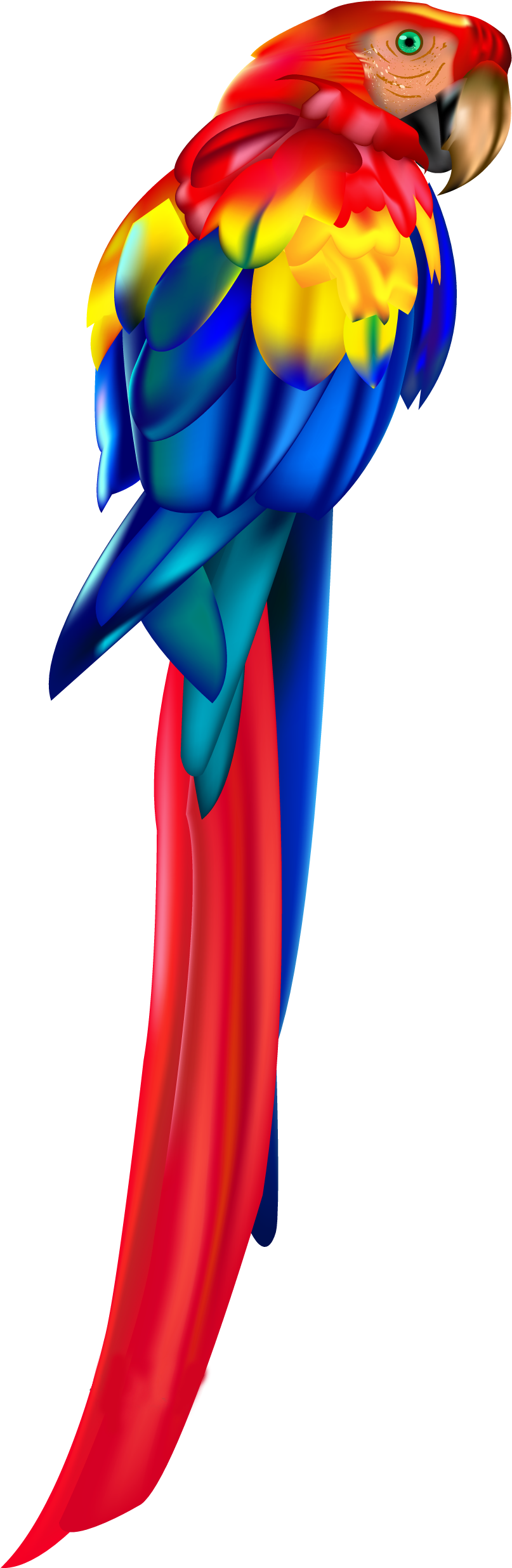 Red Parrot Png Clipart - Parrot (927x2546), Png Download