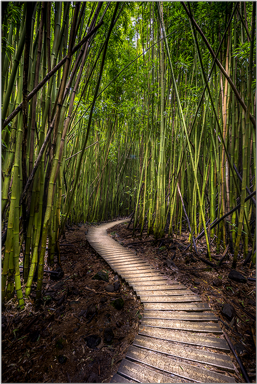 Bamboo Forest Png - Bamboo Forest (750x750), Png Download