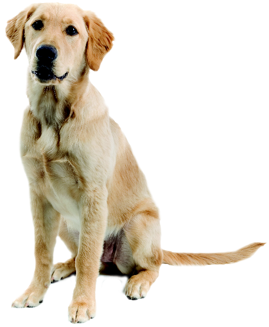 Golden Retriever Labrador, Labrador Mix, Golden Labrador, - Golden Retriever Mixed With A Lab (552x663), Png Download