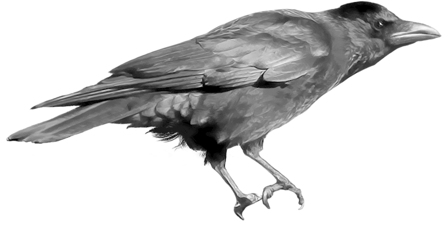 Crow Drawing Undead - Png Image Crow (900x540), Png Download