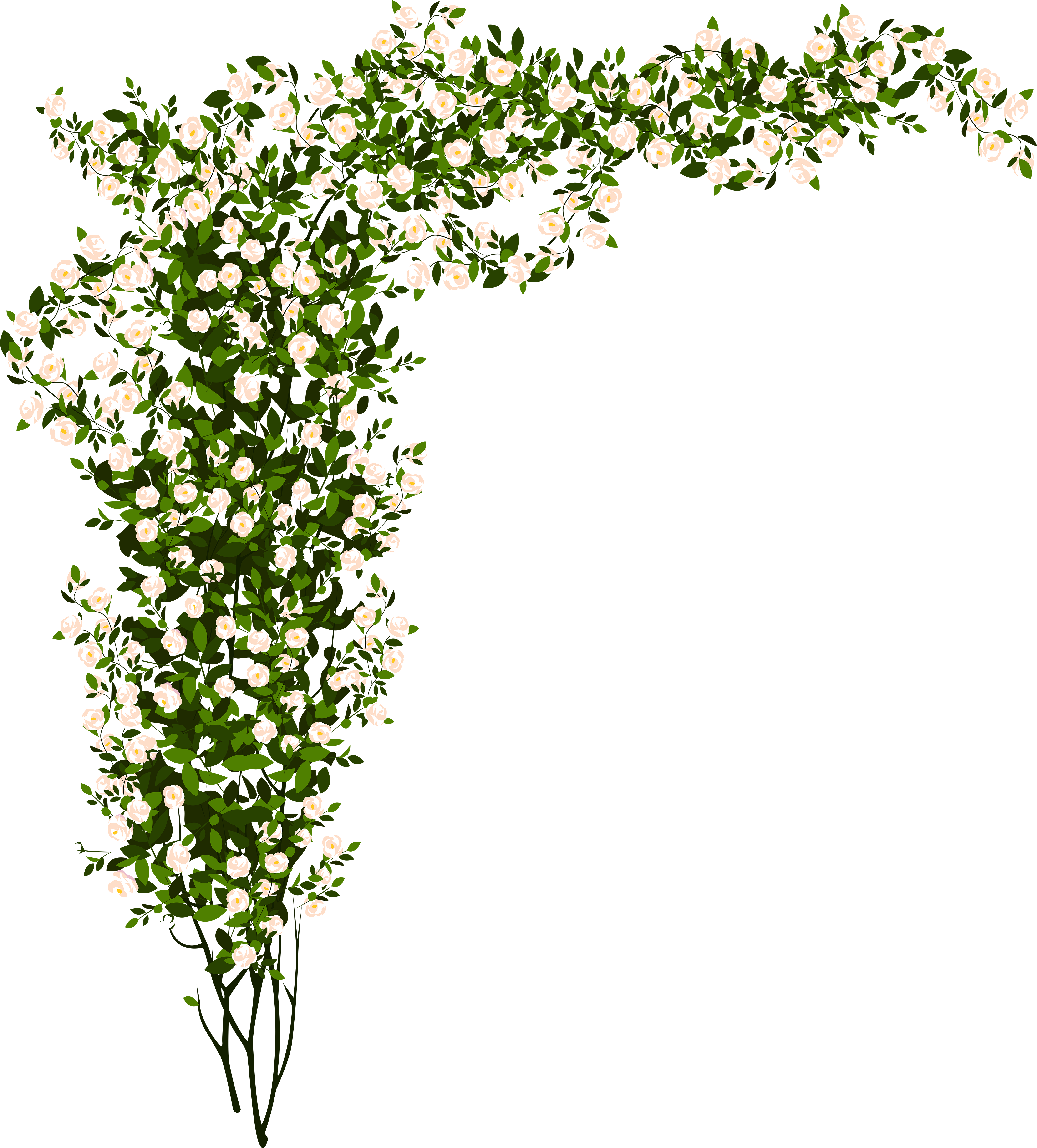 Transparent Pink Rose Bush Png (4773x5354), Png Download