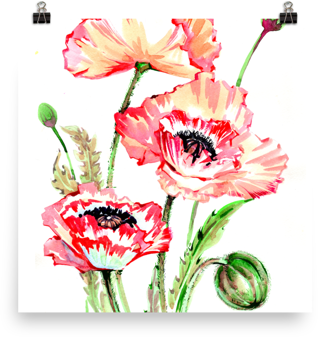 Bright And Floral Poppy Watercolour Matte Poster - Watercolor Painting (1000x1000), Png Download