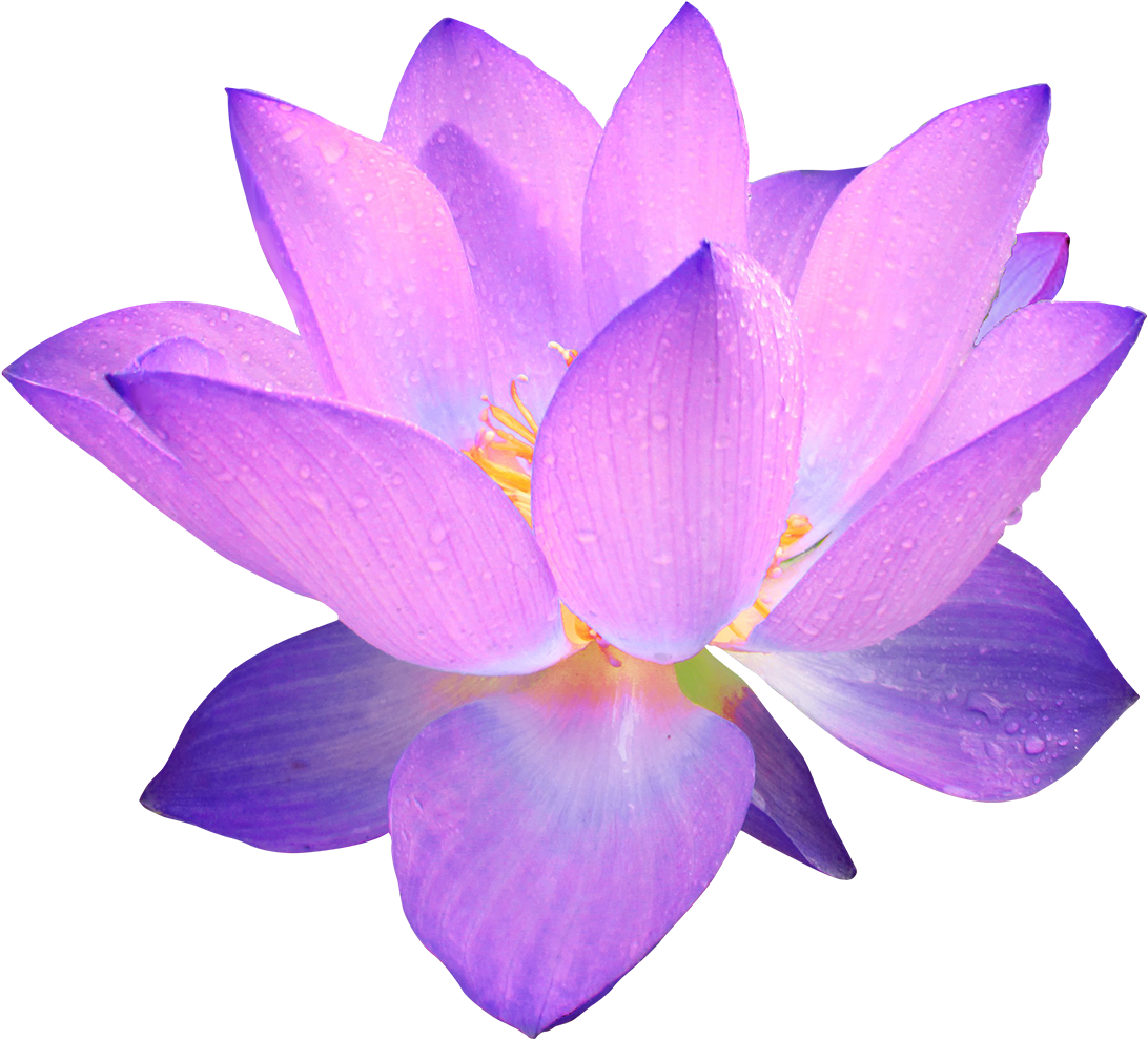 Purple Lotus Flower - Purple Flower Transparent Background (1462x1000), Png Download