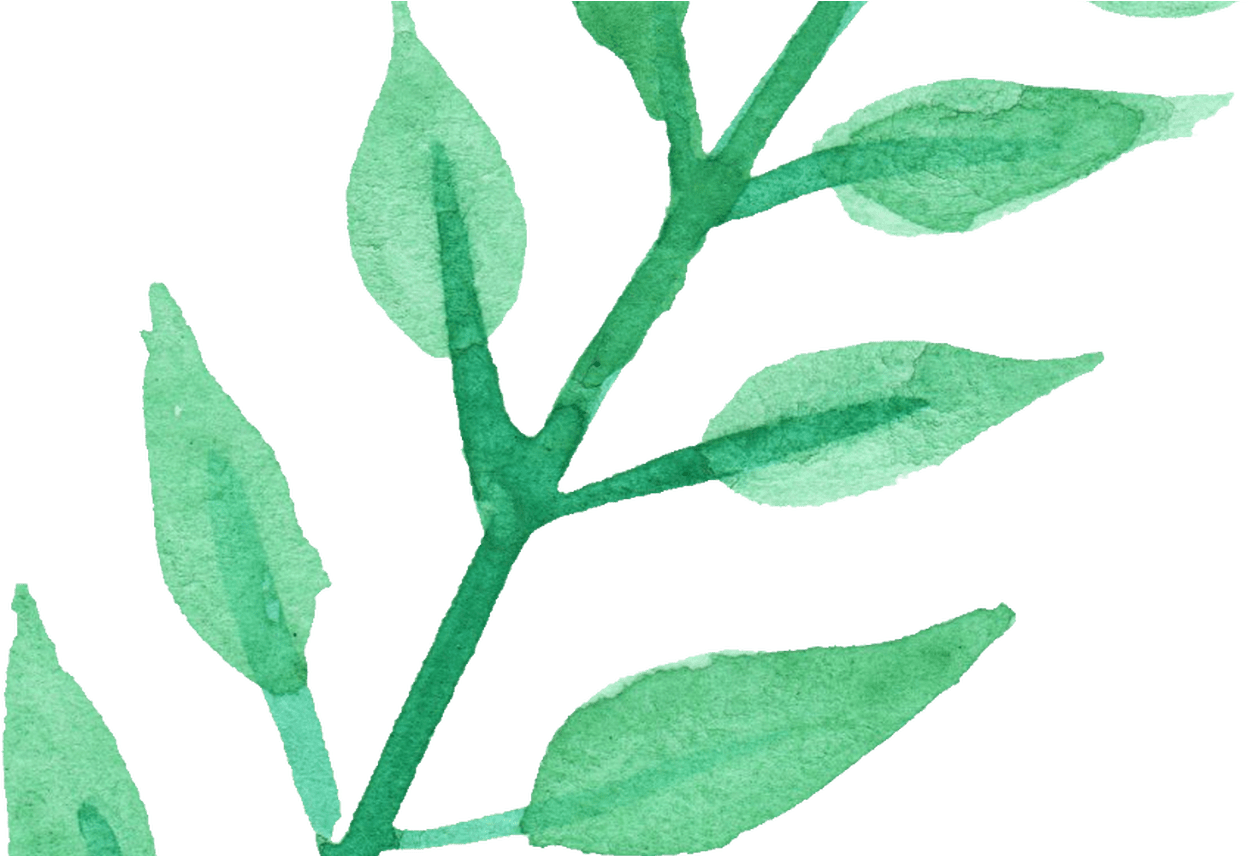 15 Watercolor Plant Png For Free Download On Mbtskoudsalg - Transparent Watercolor Plant Png (1368x855), Png Download