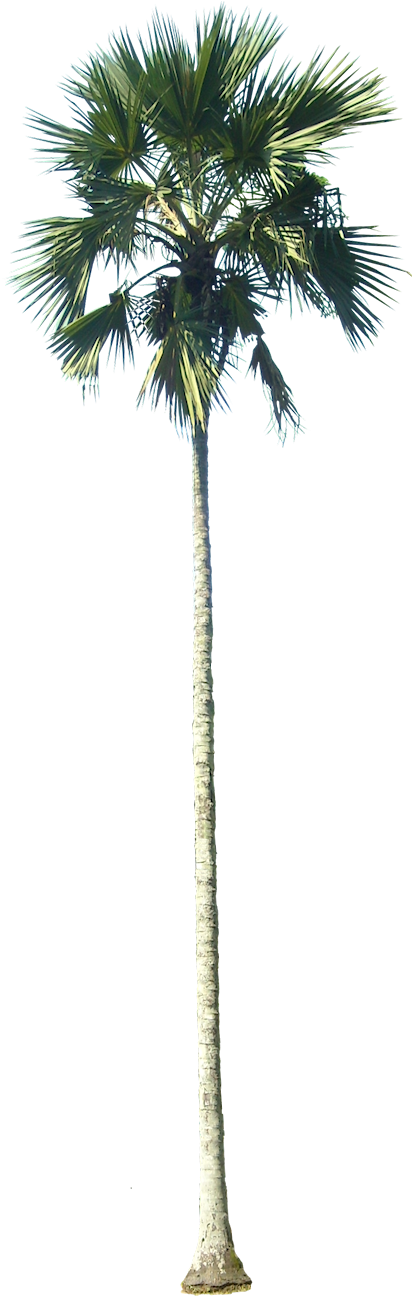Download Drawn Palm Tree Tall Tree - California Palm Tree Png - HD ...