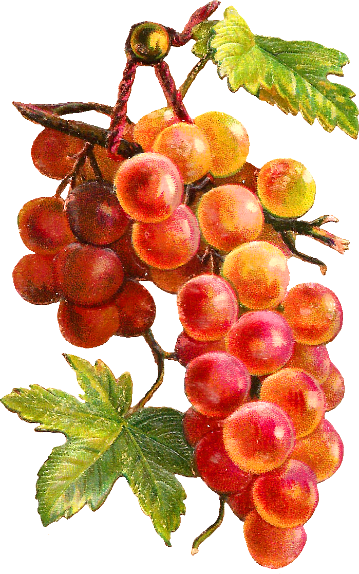 Fruit Clipart Watercolor - Leaf Decoupage Transparent (699x1117), Png Download