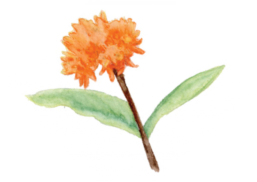 Bird, Tree & Garden Club Kicks Off Season With Focus - Peony (1024x614), Png Download