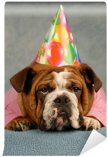 English Bulldog Dressed Up Pink Sweater And Birthday - Bulldog (400x400), Png Download