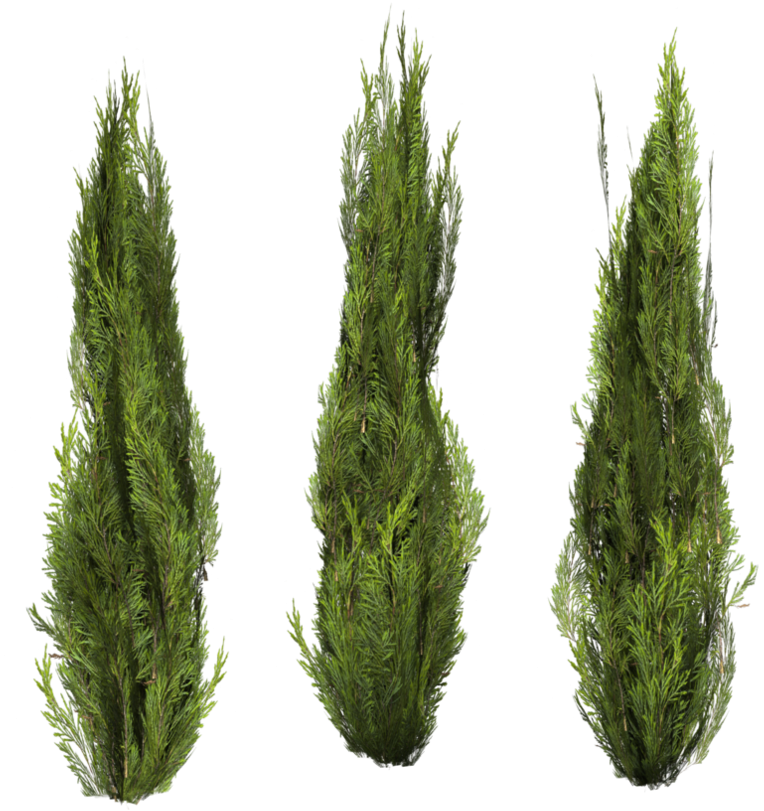 Free Png Bush Png Images Transparent - Png Bush (480x480), Png Download