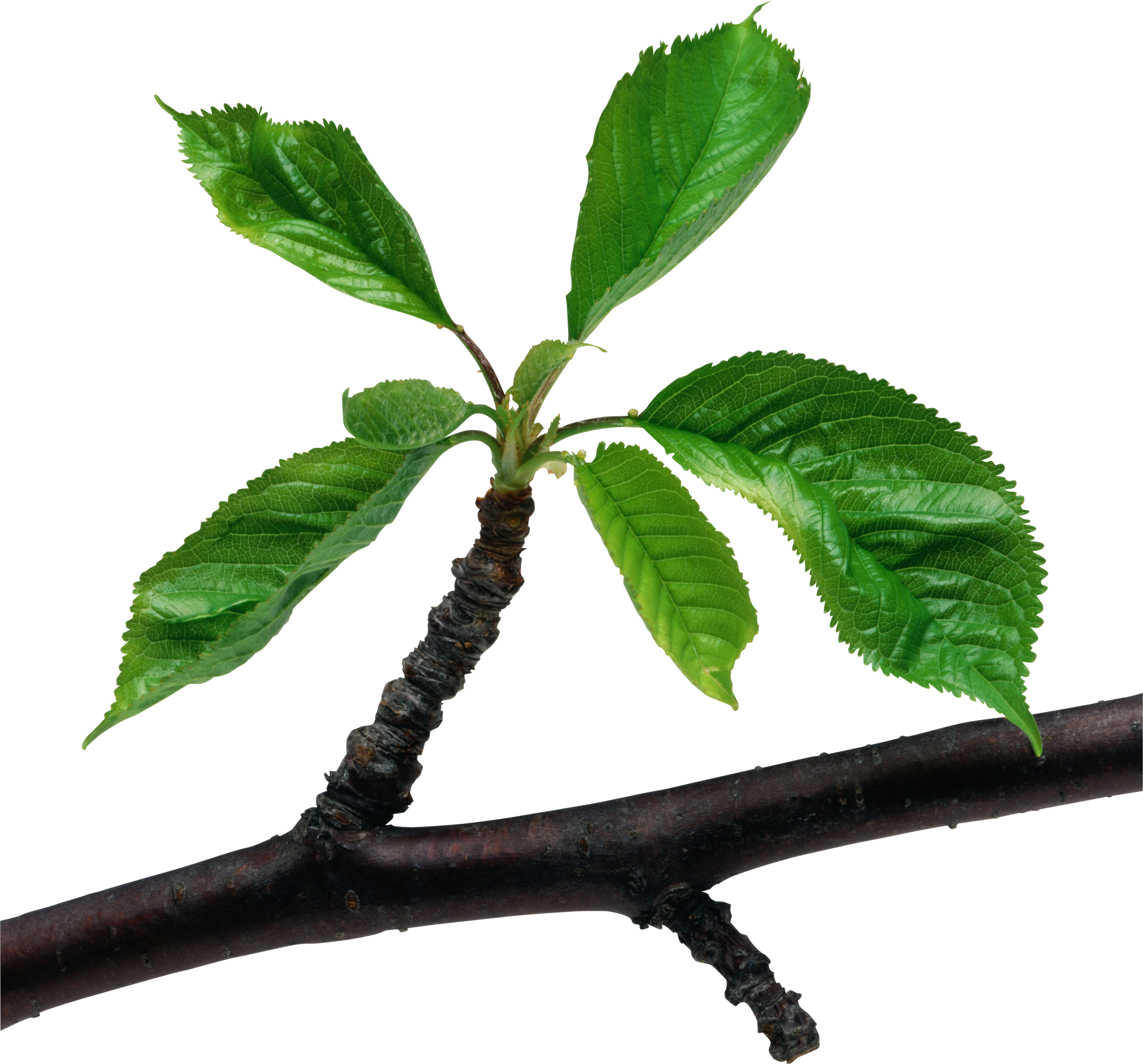 Plant Branch With Leaves (2565x2388), Png Download
