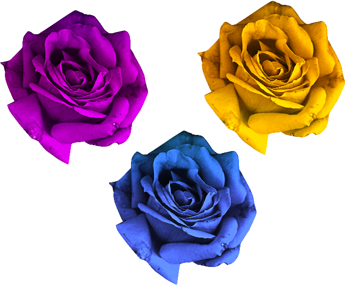 Rose Flowers Png Free - Rose Flower Png (800x600), Png Download