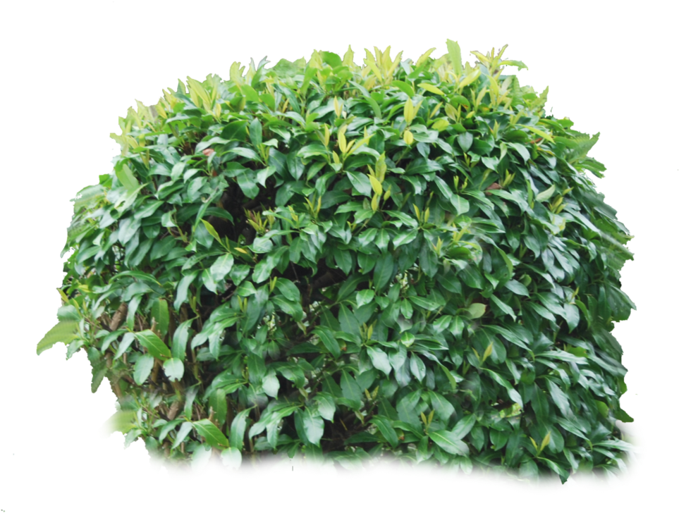 Bush Png Image - ブッシュ フォート ナイト (976x819), Png Download