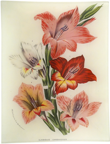 Gladiolus Gandavensis Gladiolus Gandavensis - Gladiolus ×gandavensis (500x500), Png Download