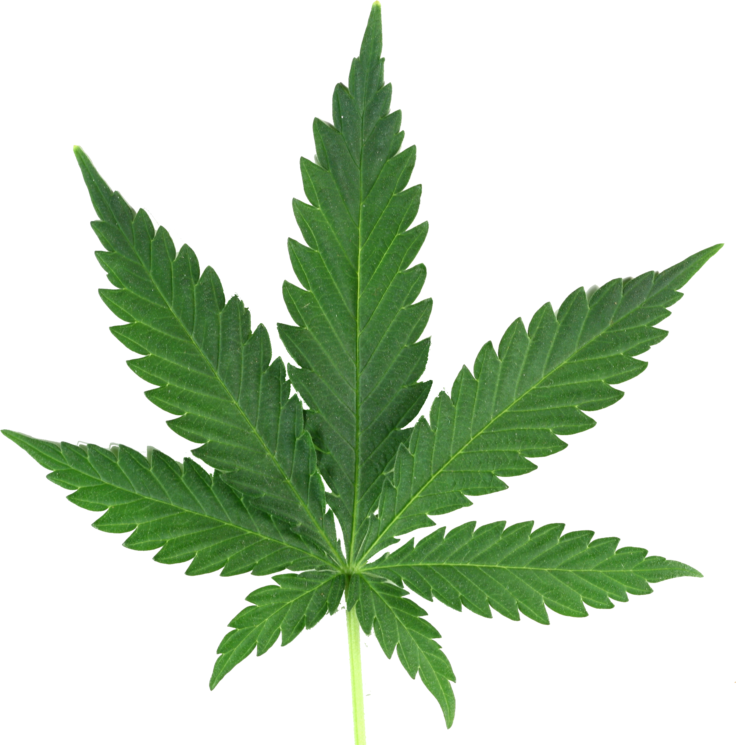 Marijuana Leaf Png Real - Cannabis Png (2544x2544), Png Download