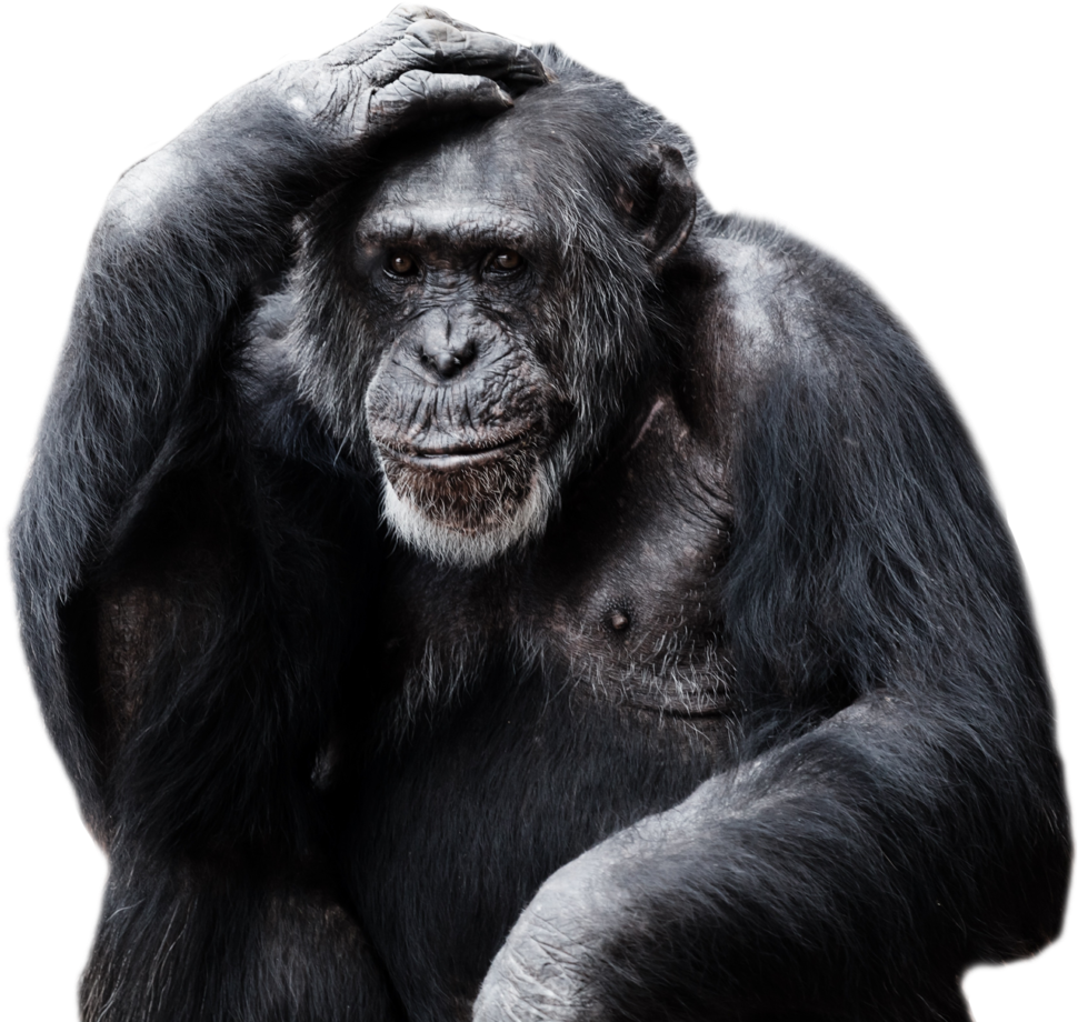 Download Amazing High-quality Latest Png Images Transparent - Gorilla Png (1024x947), Png Download
