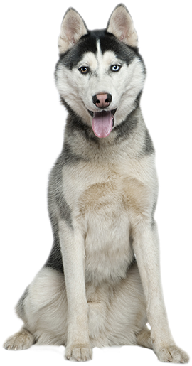 Husky Dog Png Hd Transparent Husky Dog Hd - Husky Transparent (400x552), Png Download