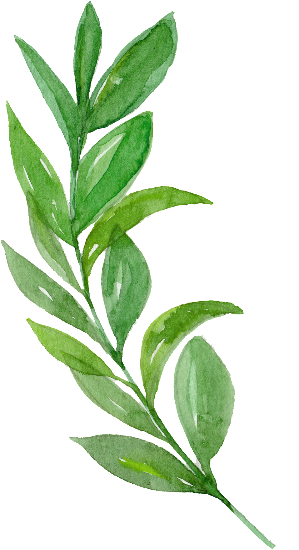 Watercolor Branches Free Texture Png - Rustikaler Erntedank Verlässt Stoff-servietten Serviette (1024x1891), Png Download