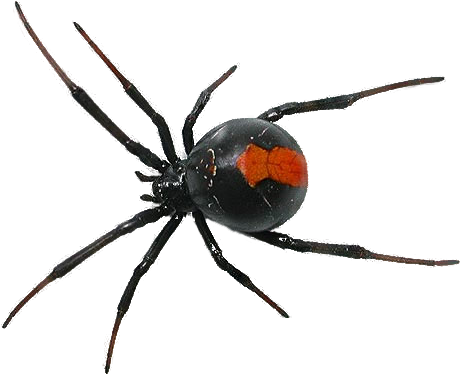 Spider Png Svg Royalty Free Library - Spider Png (480x400), Png Download