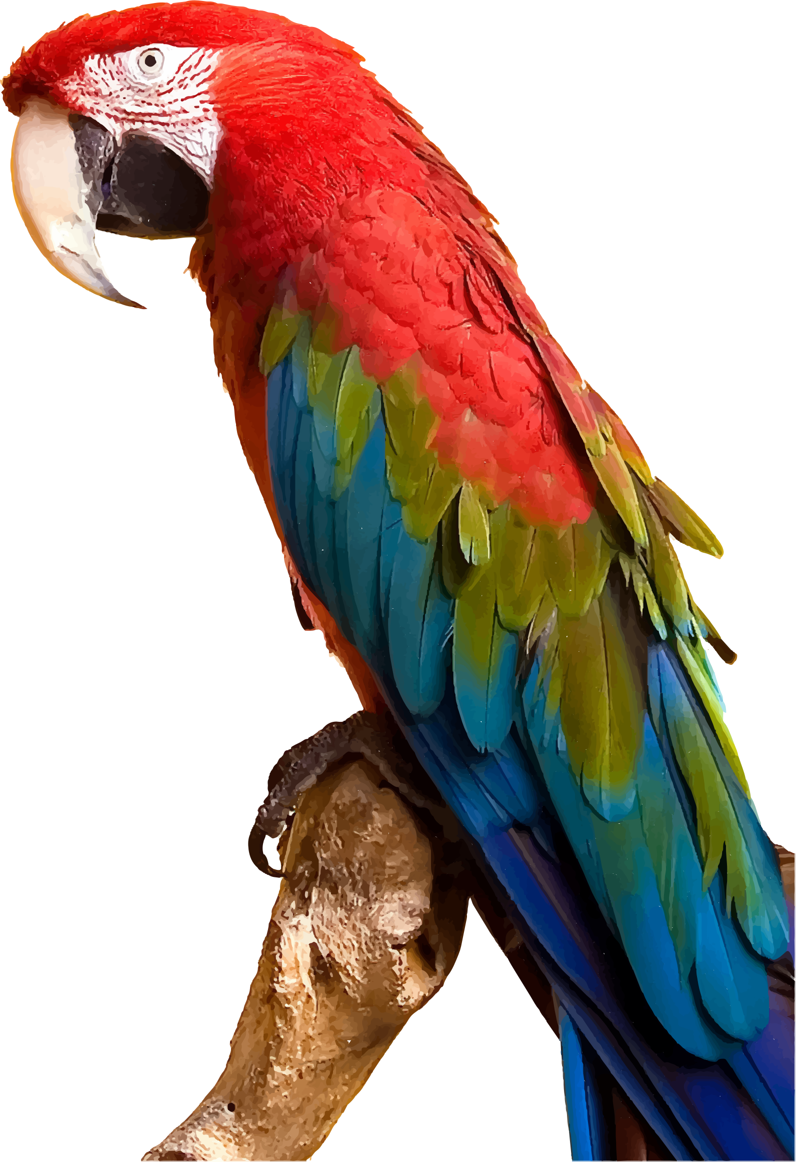 Download HD Colorful Parrot By Gdj - Parrot Png Transparent PNG Image