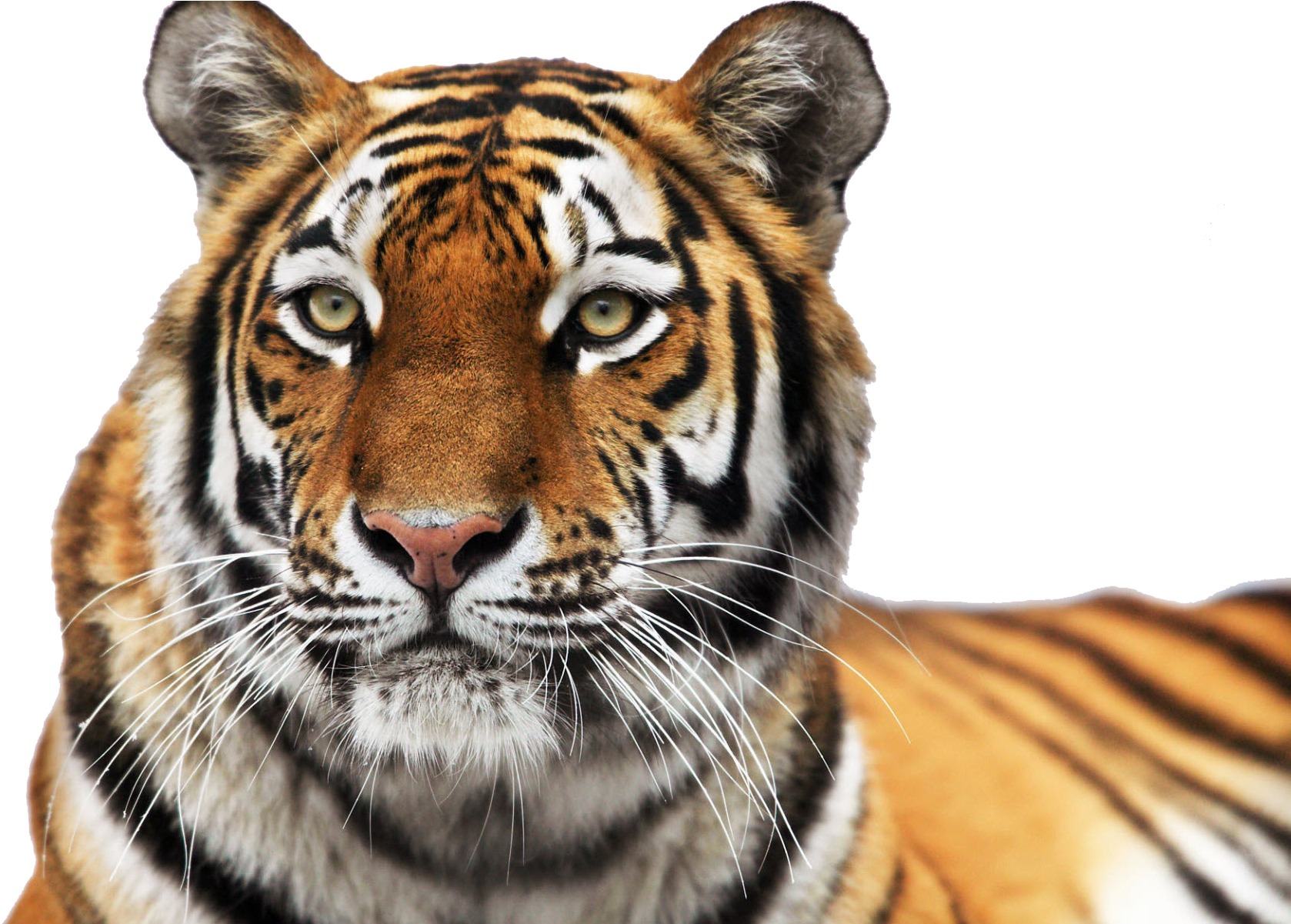 Download - Colchester Zoo (1920x1200), Png Download