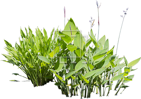 Bright Green Water Plants Cut-out For Your Rendering - Aquatic Plant (450x450), Png Download