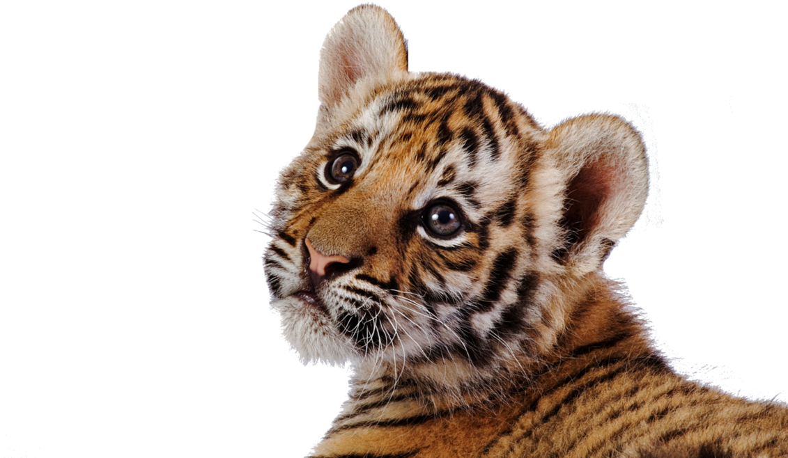 Tiger Transparent (1131x707), Png Download