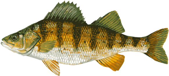 Great Clip Art Of Freshwater Fish - Freshwater Perch (640x331), Png Download