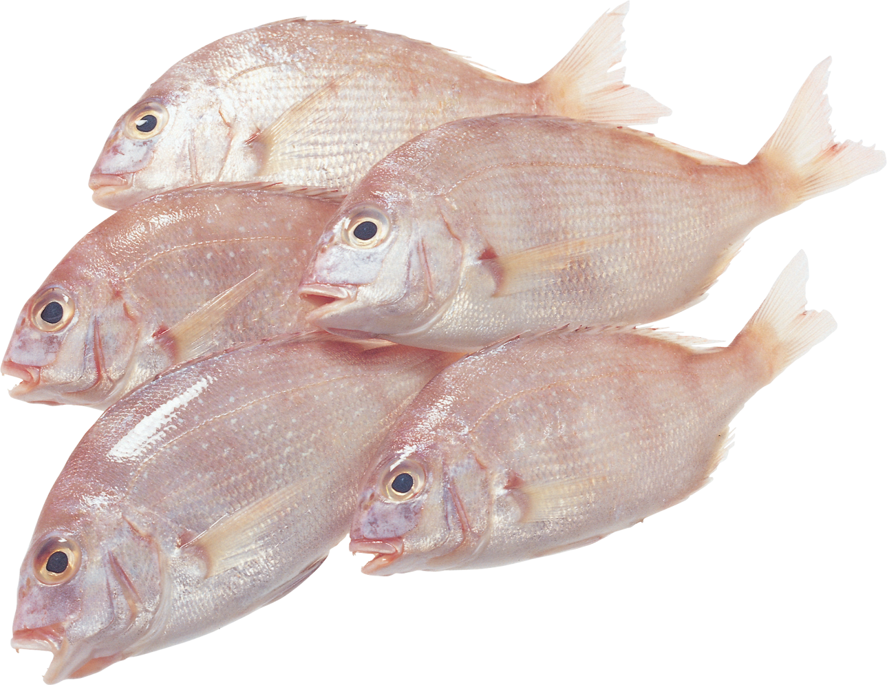 Fish Silhouette - صور مقصوصه اسماك ومأكولات بحريه (1289x995), Png Download