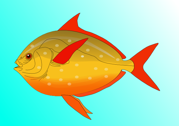 Colorful Fish In - Animals Can Swim Water (600x423), Png Download