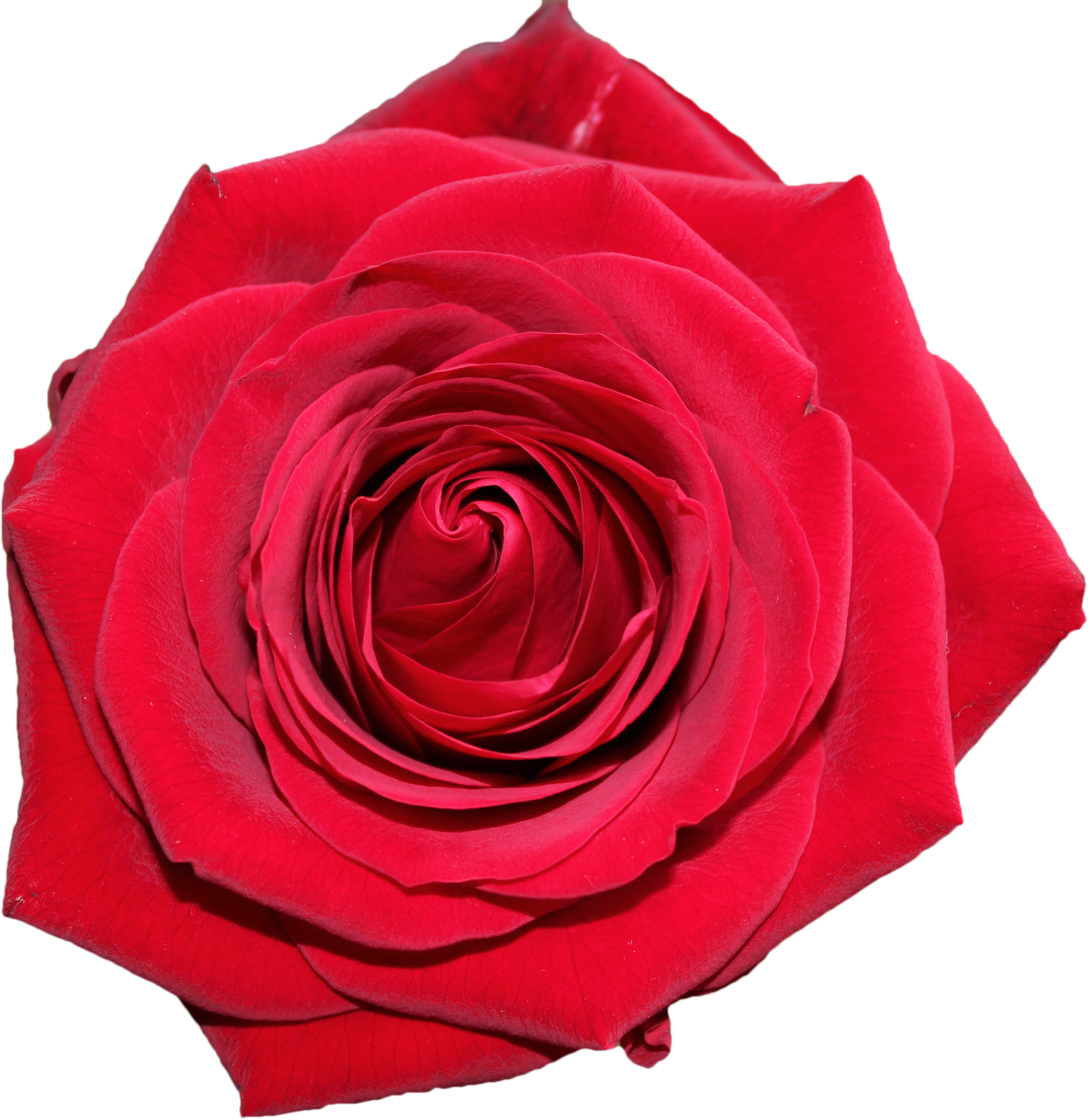 Mother's Day Png (2073x2114), Png Download