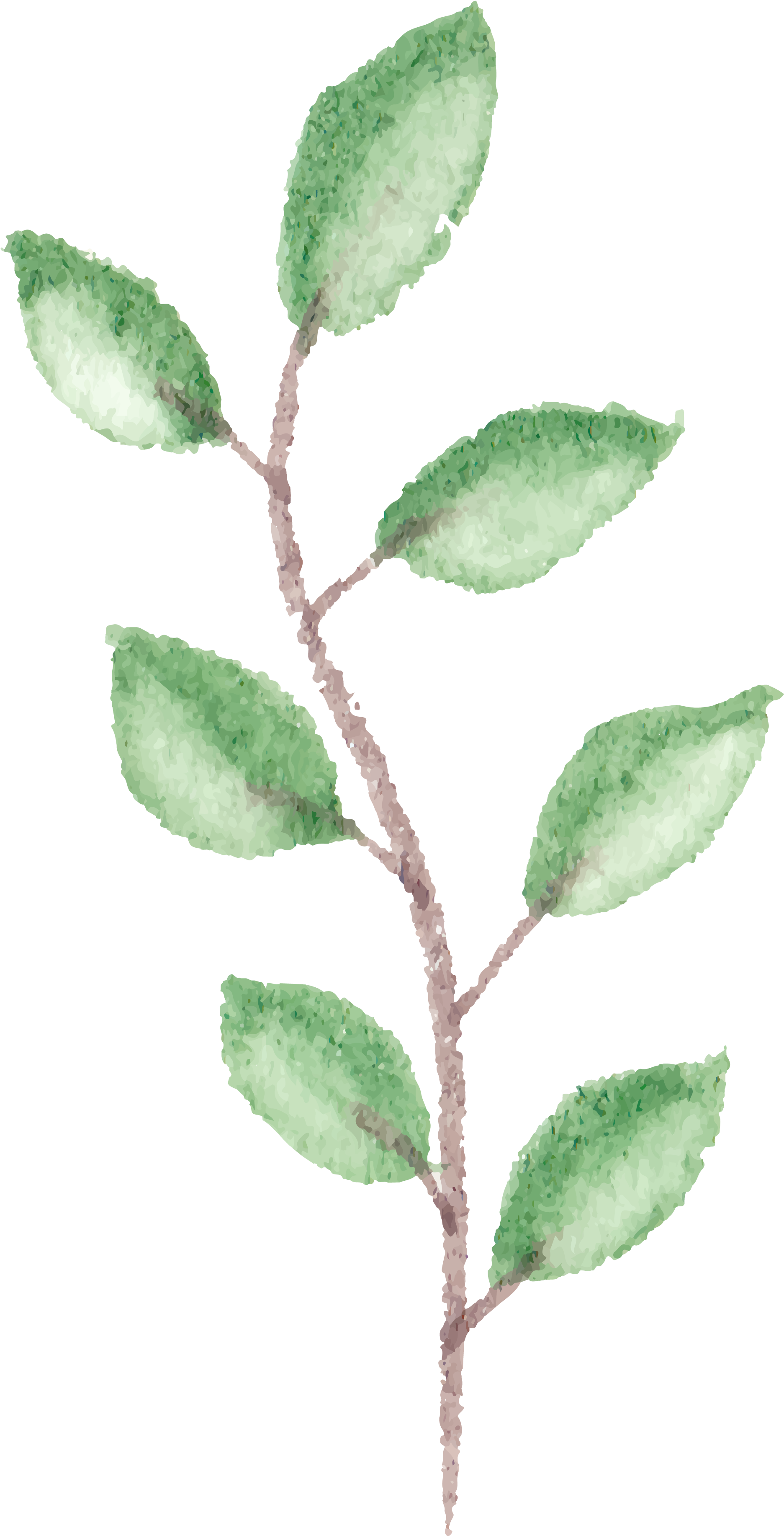 Twig Drawing Watercolour - Floral Twig Watercolor (4167x4167), Png Download