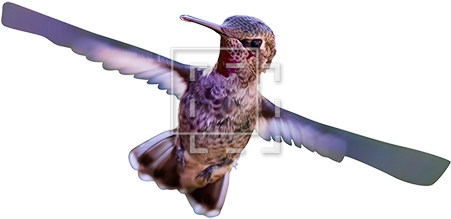 Hummingbird (450x450), Png Download