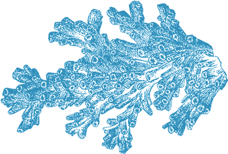 Coral Reef Png Download - Coral Png (560x300), Png Download