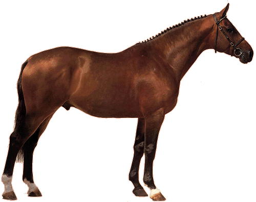 Dánský Teplokrevník - Visual Dictionary Of The Horse [book] (500x396), Png Download