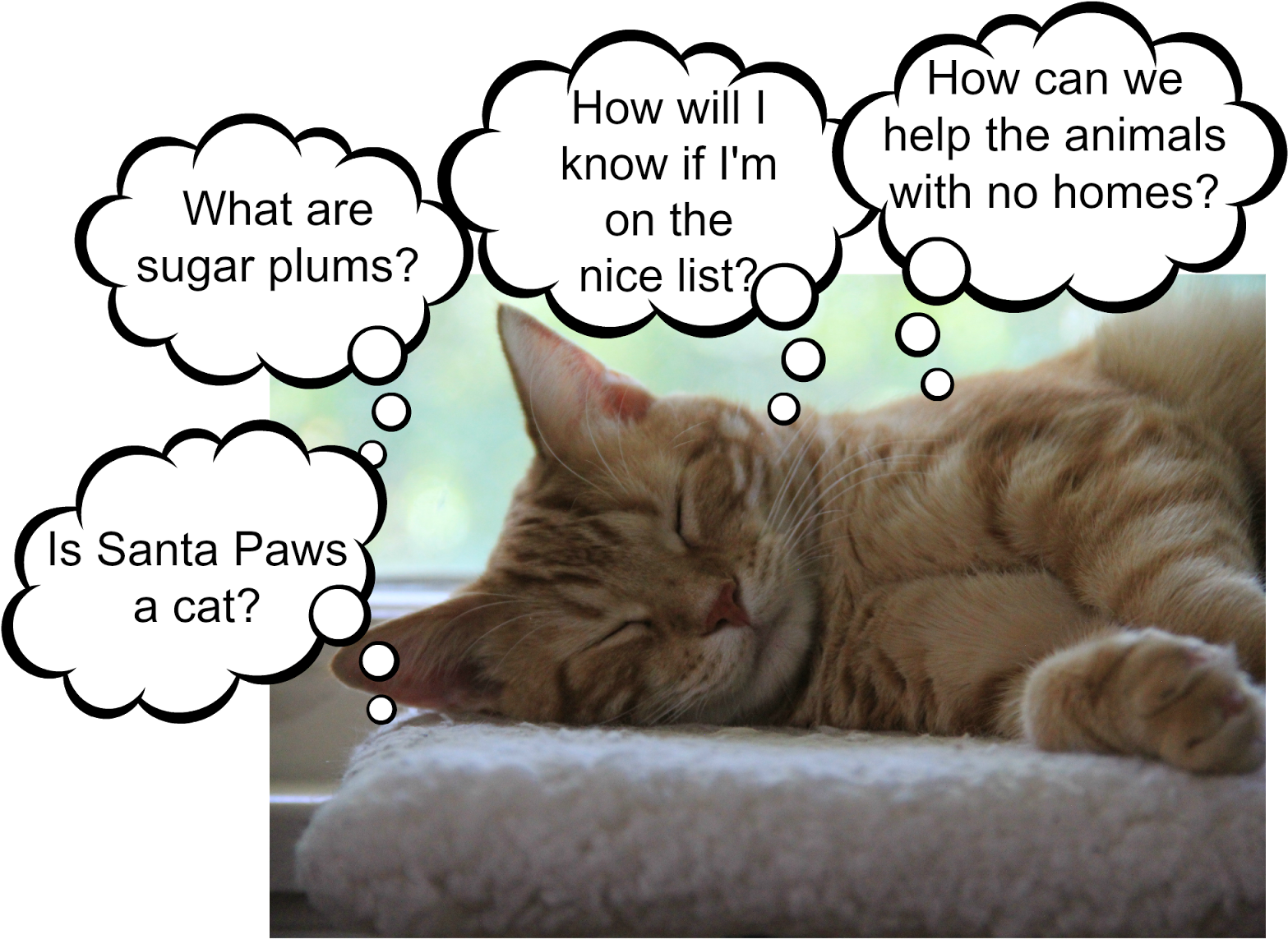 Merry Christmas - Tabby Cat (1600x1200), Png Download