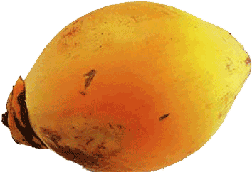 Coconut King Sri Lanka - Sri Lankan King Coconut (427x320), Png Download
