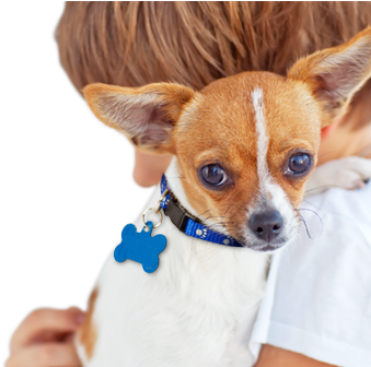 Dog - Small Pet Dogs (395x335), Png Download