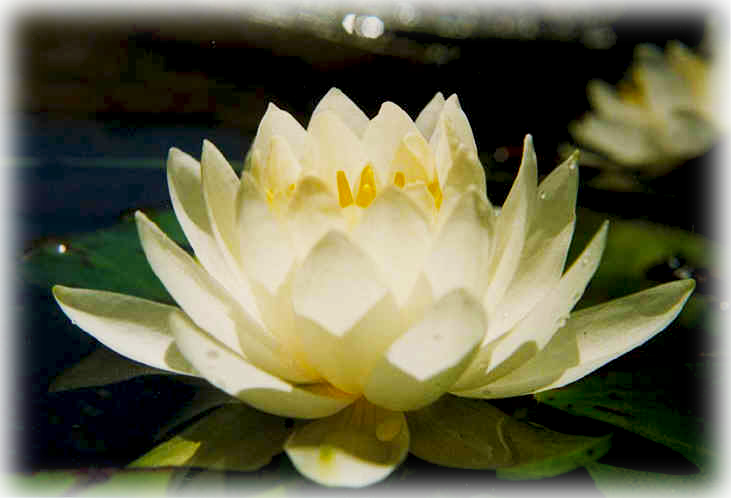 Waterlily "american White" - Photographs Of Water Lilies (731x498), Png Download