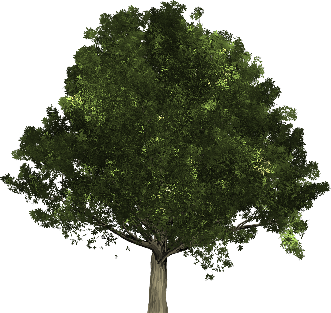 Oak Is A Type Of Deciduous Tree That Sheds All Its - State Tree Of Ohio (1080x1020), Png Download