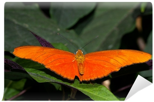 Butterfly (400x400), Png Download