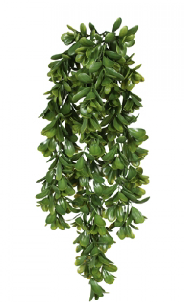 Bracken (1000x1000), Png Download